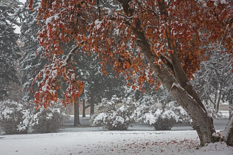 fall colors snow trees