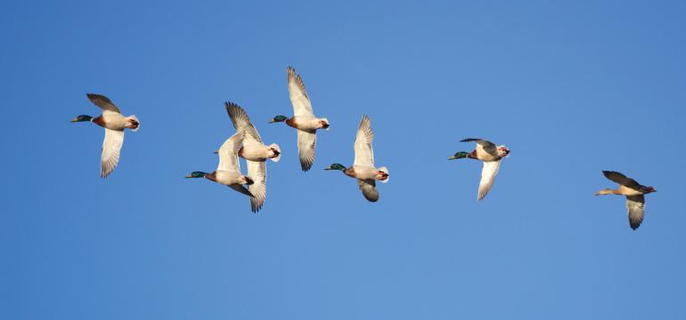 Mallard ducks flying