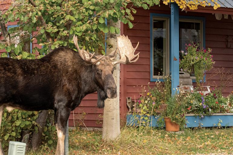 Moose in yard