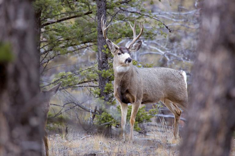 Mule deer buck forest