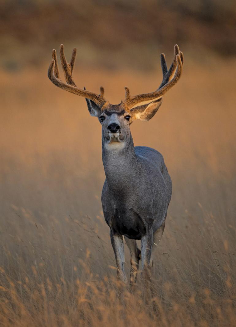 Mule deer buck