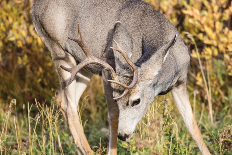 Mule deer buck in grass feeding