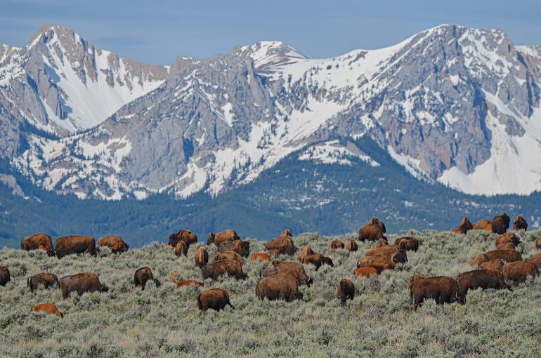 Bison in field