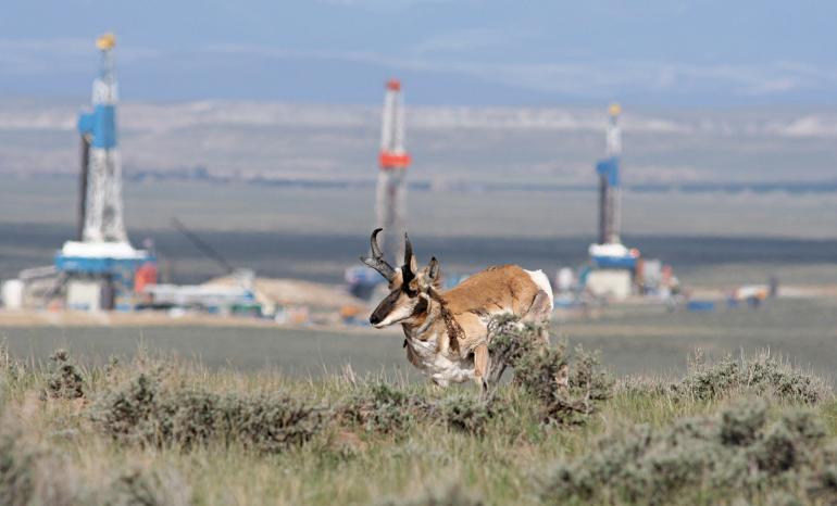 Pronhorn in oil rig field