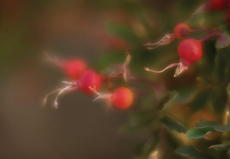 fall rose hips