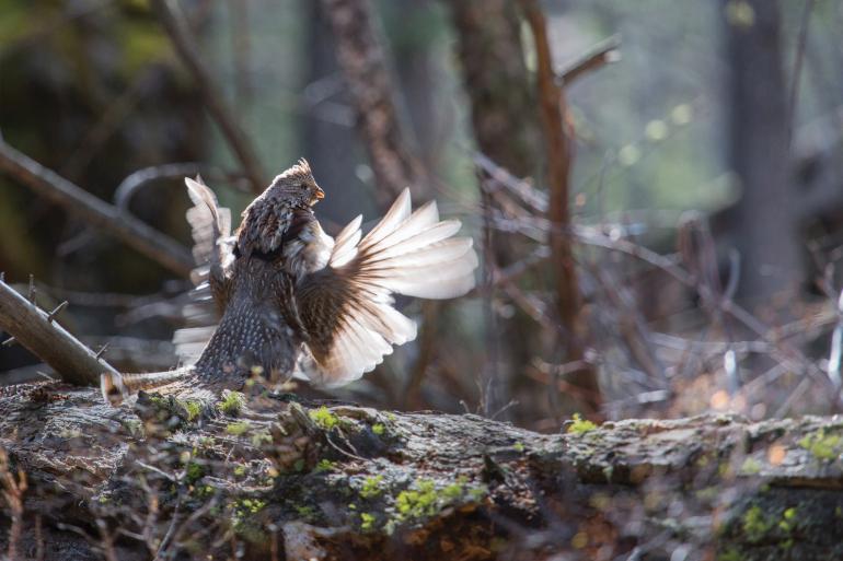 grouse mating on log