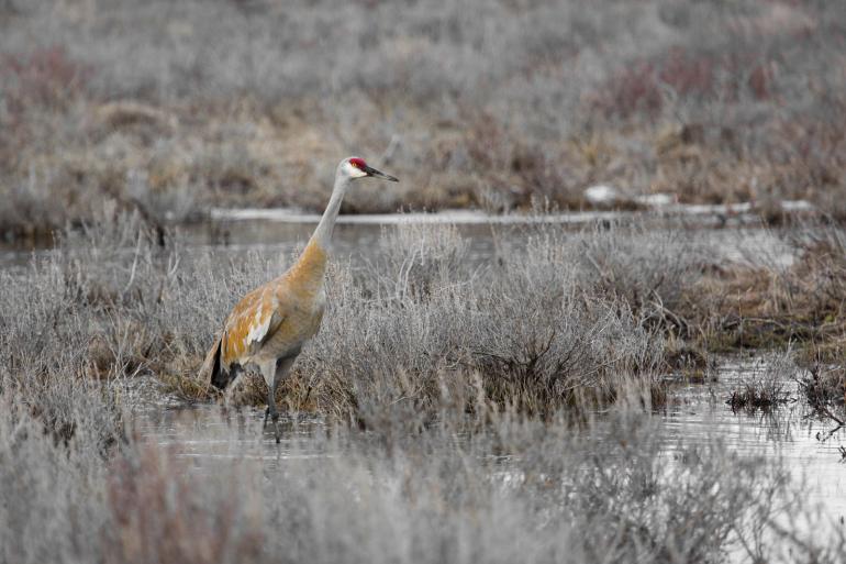 Sandhill Crane