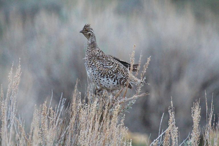 Sharptail grouse