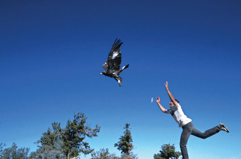 eagle release