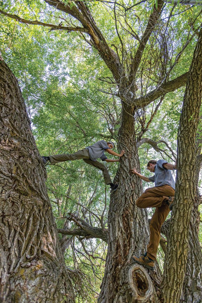 tree climbing