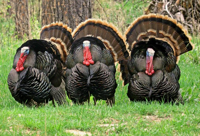 Turkey strutting