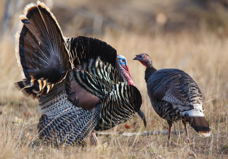 turkey strutting