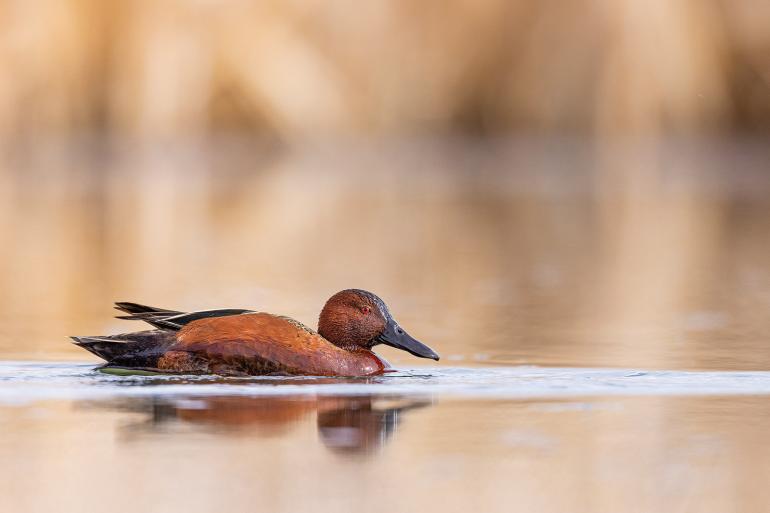 wetland bird