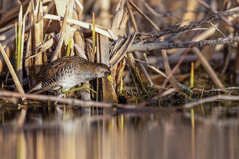 Wetland bird