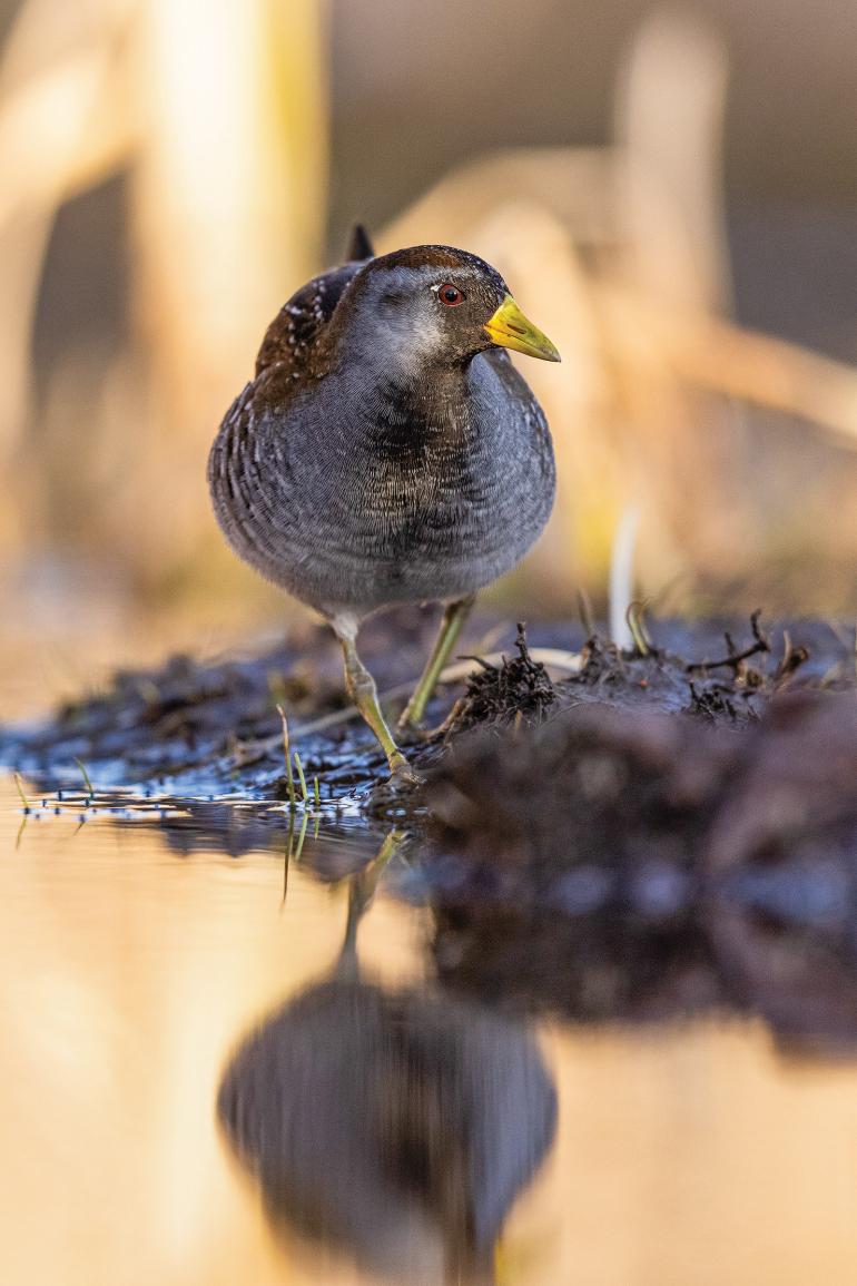 Wetland bird