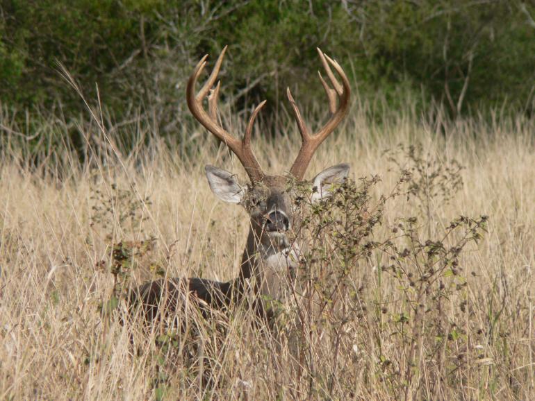 Whitetail buck in field