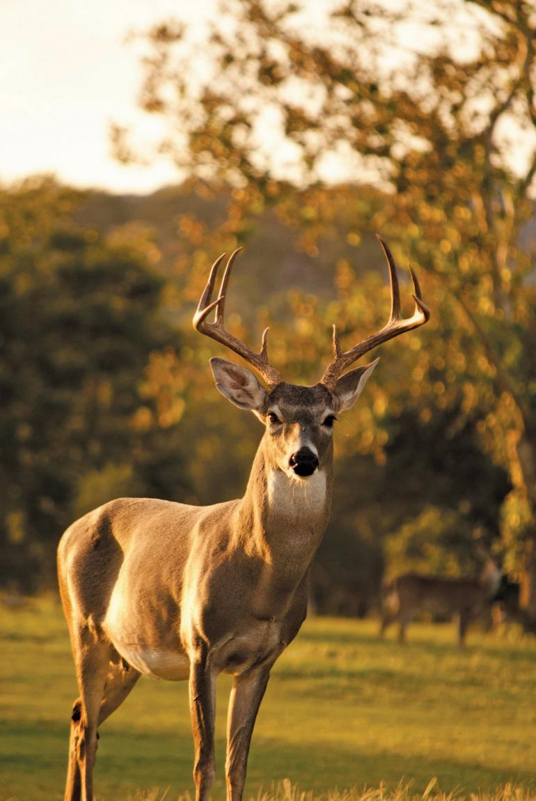 Whitetail deer