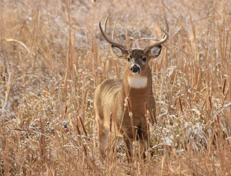 whitetail buck