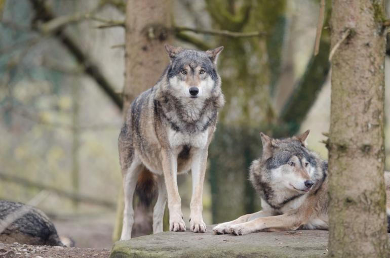 Wolf