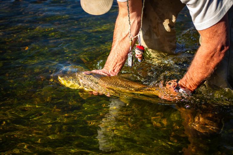 Brown Trout in the Missouri River