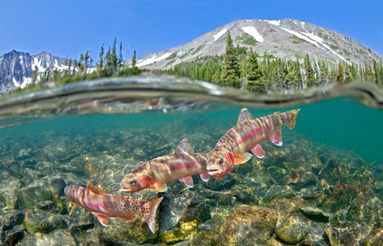 Golden Trout in Mountain Lake