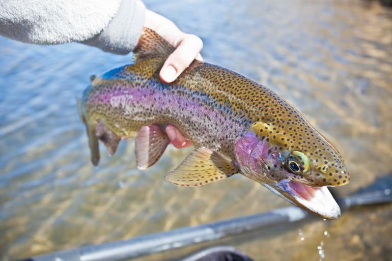 Rainbow trout caught on Missouri River