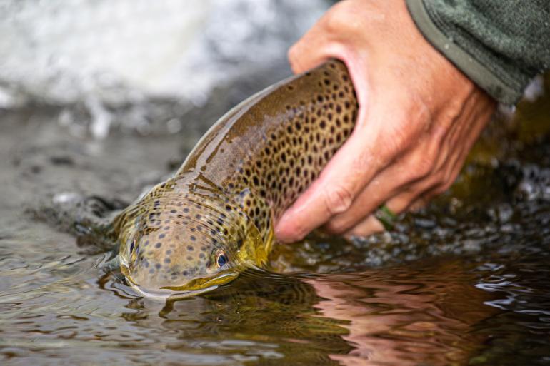 Releasing a large brown trout back into the river