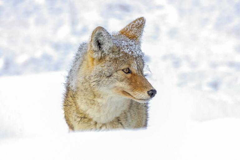 coyote winter