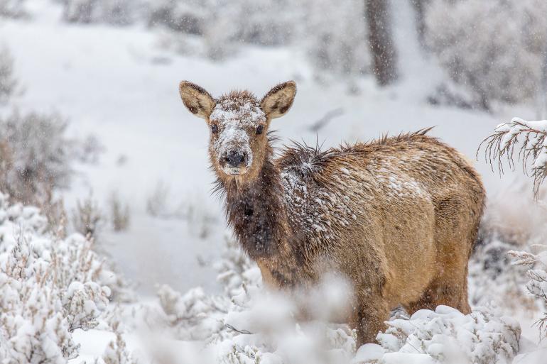 elk winter