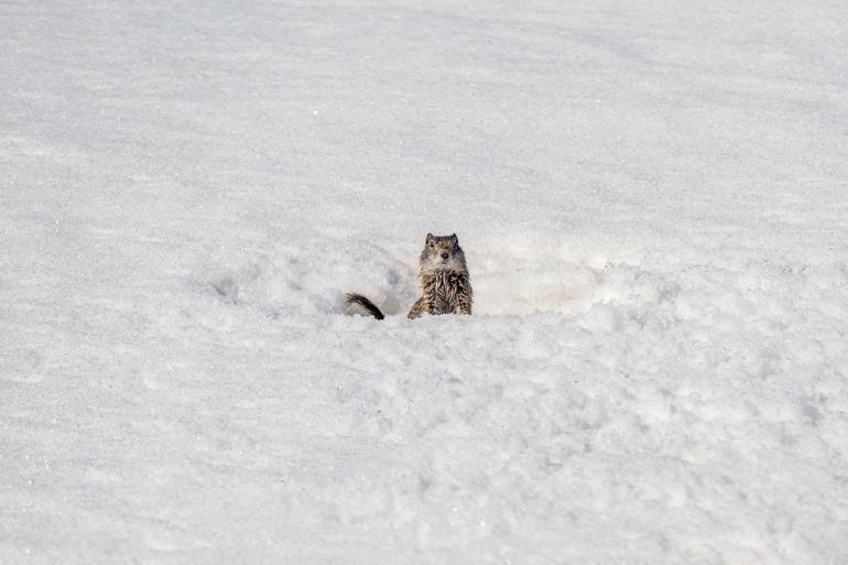 ground squirrel winter