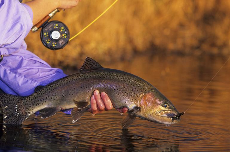 Angler holding large rainbow trout