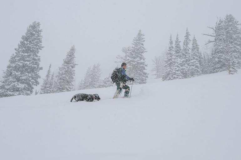 ski touring with dog