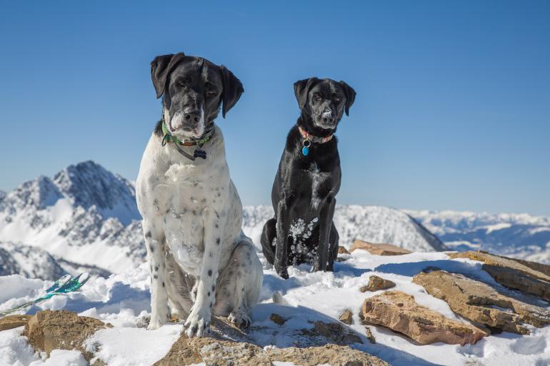 dogs on mountain