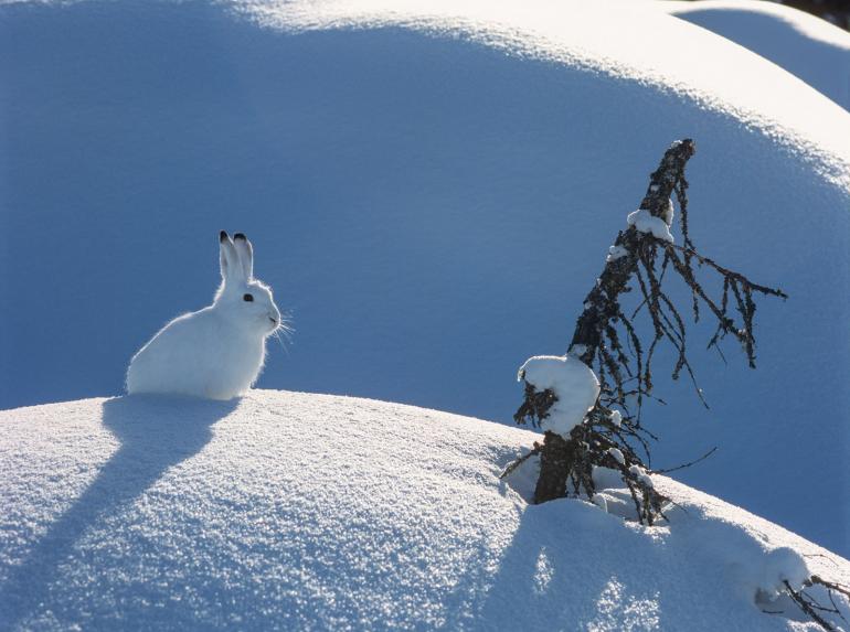 snowshoe hare winter