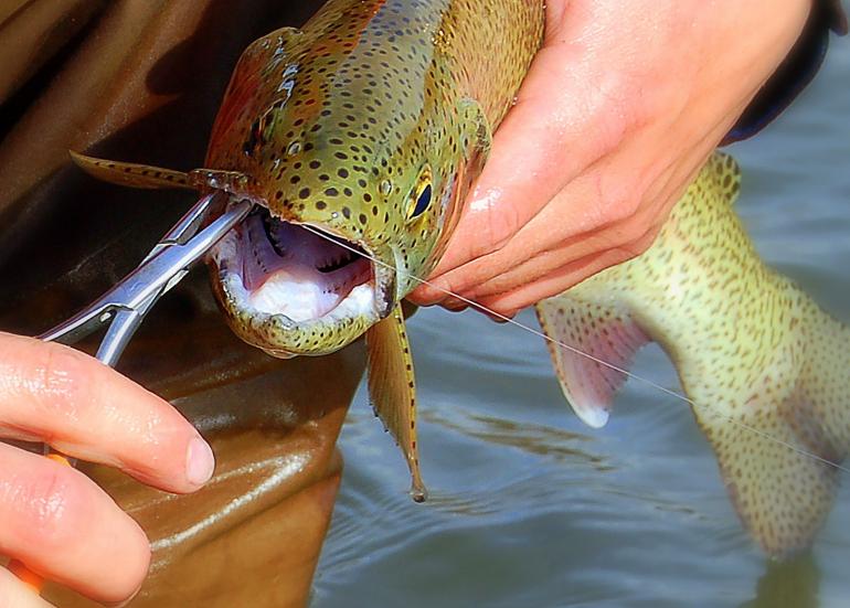 Removing the hook from the mouth of a trout.