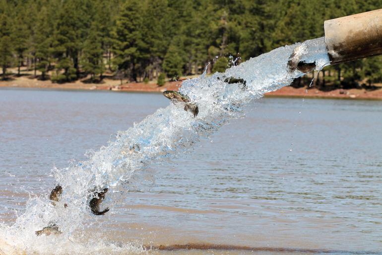 Trout being stocked into a body of water