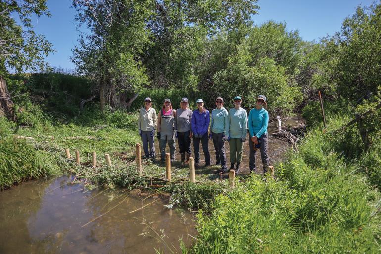 beaver dam restoration