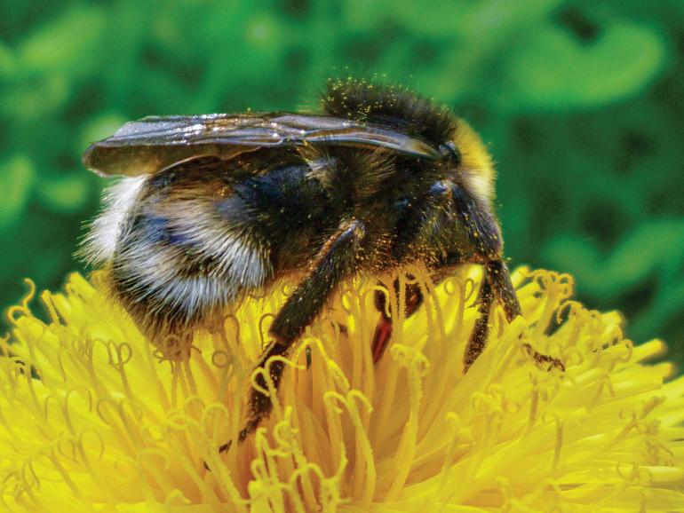 bee pollen flower