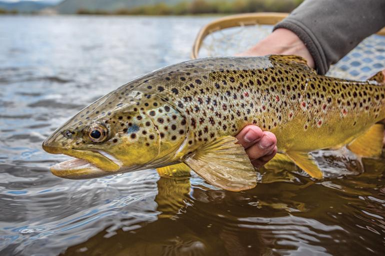 big hole brown trout