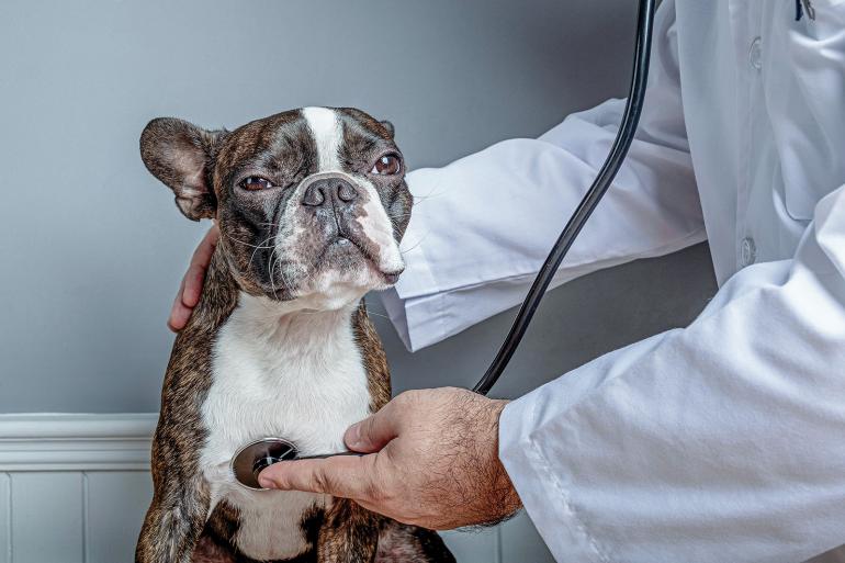 dog at vet