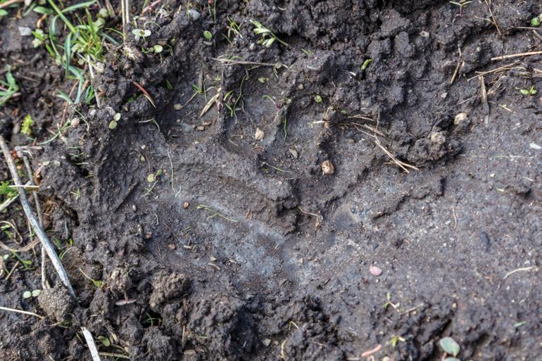 grizzly track in mud