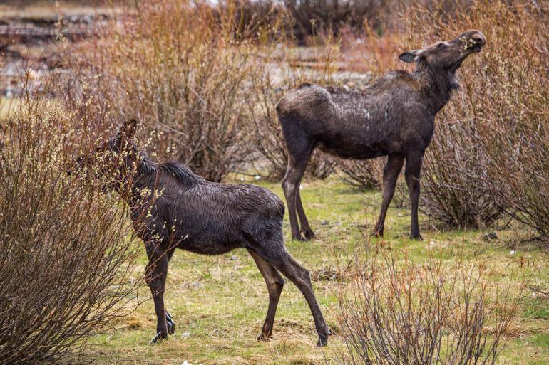 moose eating willows