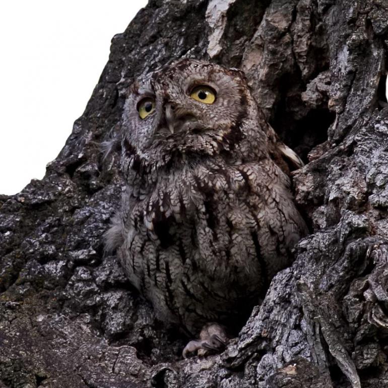 Screech Owl