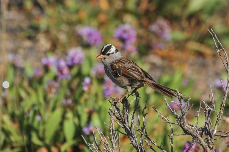 white crowned sparrow