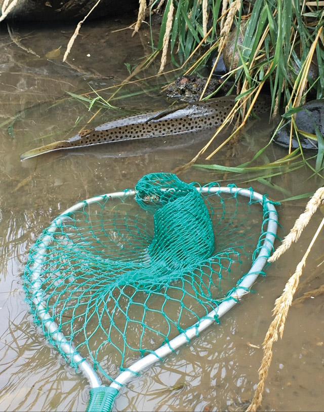 ennis fish rescue ditch net