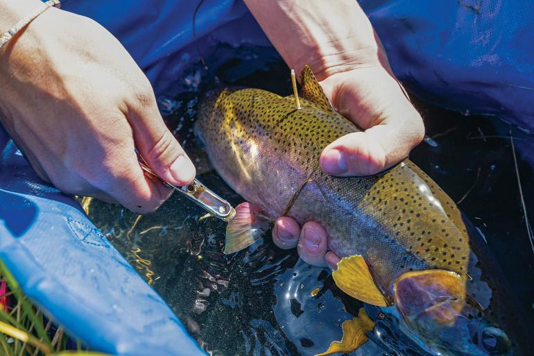 tagging trout
