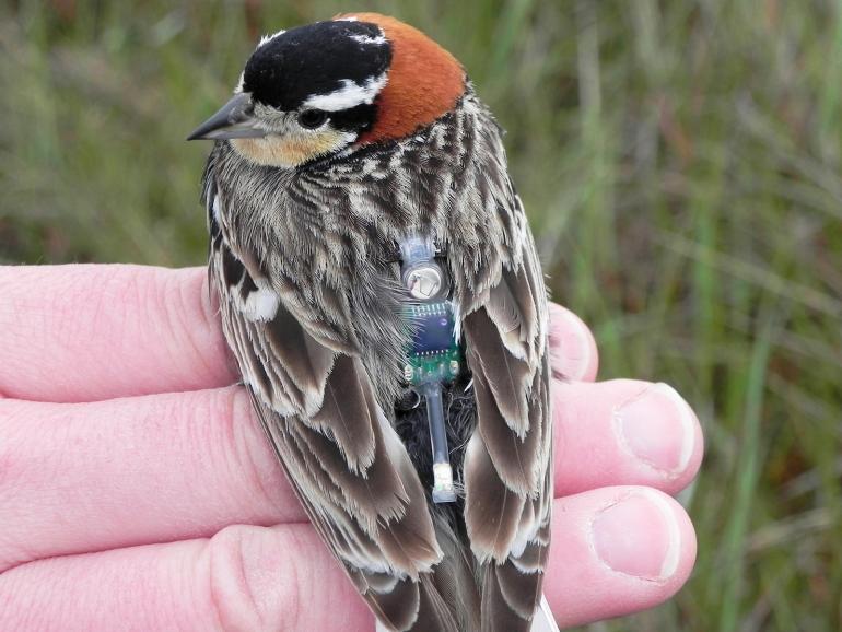 Bird with tag