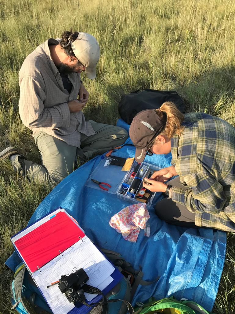 tagging birds