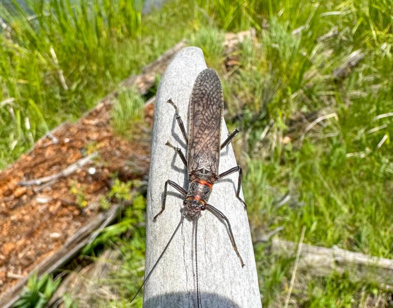 Salmonfly