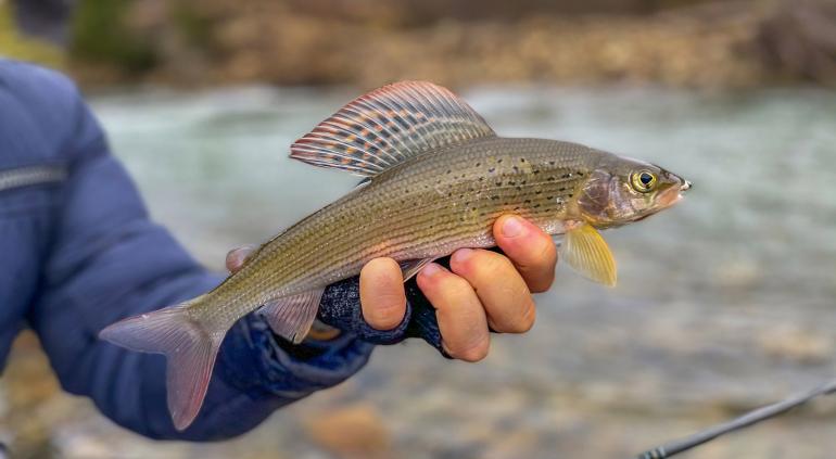 Holding the silvery salmonid itself